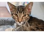 Adopt JACOB a Domestic Short Hair