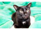 Adopt RAVEN a Domestic Short Hair