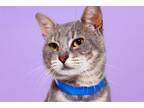 Adopt CARTER a Domestic Short Hair