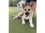 Adopt ATTICUS a Black Mouth Cur, Mixed Breed