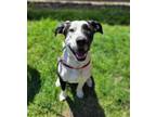 Adopt COOKIES a Border Collie, Mixed Breed