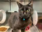 Adopt PEPSI a Domestic Short Hair