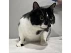 Adopt Figaro a Domestic Short Hair