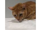 Adopt Sonny a Domestic Short Hair