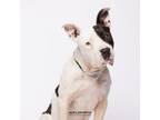 Adopt Goober a Terrier