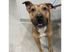 Adopt Taz a Shar-Pei, Terrier