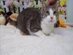 Adopt LUCCA a Domestic Short Hair