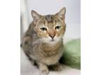 Adopt Tommy a Domestic Short Hair