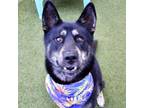 Adopt Chubby a German Shepherd Dog, Mixed Breed