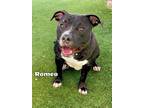 Adopt ROMEO a American Staffordshire Terrier