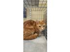 Adopt ZIGGY a Domestic Short Hair