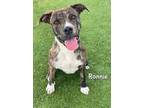 Adopt RONNIE a Pit Bull Terrier, Mixed Breed