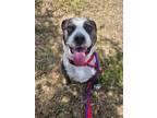 Adopt PAPERCLIP a Mixed Breed