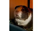 Adopt Norman a Guinea Pig