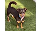 Adopt Hexxus a Mixed Breed