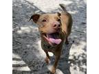 Adopt Rooster 25324 a Mixed Breed