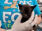 Adopt EINSTEIN a Domestic Short Hair