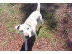 Adopt LINCOLN a Labrador Retriever, Mixed Breed