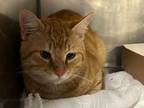 Adopt PAWSE a Domestic Short Hair