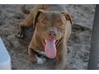 Adopt Gene a American Staffordshire Terrier