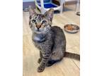Adopt Special Agent a Domestic Short Hair