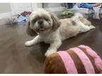 Adopt Boomer a Shih Tzu