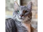 Adopt JD a Domestic Short Hair