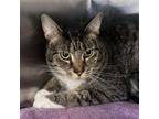 Adopt Derrick a Domestic Short Hair