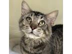 Adopt Gerald a Domestic Short Hair