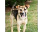 Adopt Forky a German Shepherd Dog, Mixed Breed