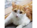 Adopt Orange Val a Domestic Short Hair