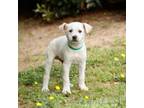 Adopt Vanilla 20501 a Labrador Retriever, Mixed Breed