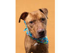 Adopt Troy a Pit Bull Terrier, Mixed Breed