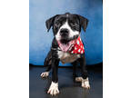 Adopt BIG PAW a Pit Bull Terrier