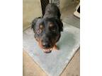 Adopt Reed a Rottweiler, Mixed Breed