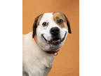 Adopt Booney a Mixed Breed