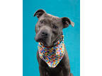 Adopt Cadillac a Pit Bull Terrier, Mixed Breed