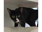 Adopt Sir Bounce (adopted) a Domestic Short Hair