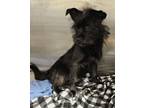 Adopt Brad a Cairn Terrier, Mixed Breed