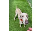 Adopt Jett a Weimaraner