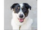 Adopt Marshall Needs Foster or Adopter a Border Collie, Labrador Retriever