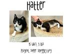Adopt Hatter a Domestic Long Hair