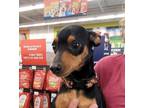 Adopt Rambo a Miniature Pinscher