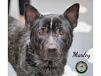 Adopt 24-04-1179 Marley a Australian Cattle Dog / Blue Heeler