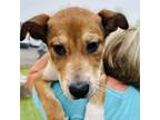 Adopt Pineapple a Hound, Mixed Breed