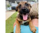 Adopt Orange a Black Mouth Cur, Mixed Breed