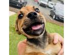 Adopt Grape a Black Mouth Cur, Mixed Breed