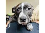 Adopt Cosmo a Australian Cattle Dog / Blue Heeler, Mixed Breed