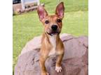 Adopt Lime a Black Mouth Cur, Mixed Breed