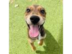 Adopt Watermelon a Black Mouth Cur, Mixed Breed